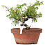 Juniperus chinensis Itoigawa, 18 cm, ± 8 jaar oud