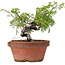 Juniperus chinensis Itoigawa, 18 cm, ± 8 jaar oud