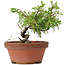 Juniperus chinensis Itoigawa, 18 cm, ± 8 anni