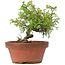 Juniperus chinensis Itoigawa, 18 cm, ± 8 anni