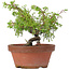 Juniperus chinensis Itoigawa, 18 cm, ± 8 jaar oud