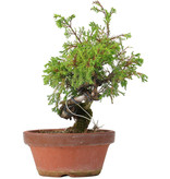 Juniperus chinensis Itoigawa, 24 cm, ± 8 jaar oud