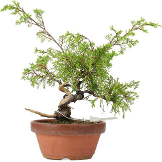 Juniperus chinensis Itoigawa, 25 cm, ± 8 jaar oud