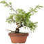 Juniperus chinensis Itoigawa, 25 cm, ± 8 ans