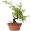 Juniperus chinensis Itoigawa, 25 cm, ± 8 jaar oud