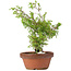 Juniperus chinensis Itoigawa, 25 cm, ± 8 jaar oud