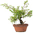 Juniperus chinensis Itoigawa, 25 cm, ± 8 jaar oud