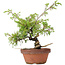 Juniperus chinensis Itoigawa, 25 cm, ± 8 años
