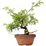 Juniperus chinensis Itoigawa, 25 cm, ± 8 jaar oud