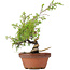 Juniperus chinensis Itoigawa, 25 cm, ± 8 jaar oud