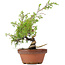 Juniperus chinensis Itoigawa, 25 cm, ± 8 Jahre alt