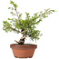 Juniperus chinensis Itoigawa, 25 cm, ± 8 años