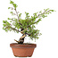 Juniperus chinensis Itoigawa, 25 cm, ± 8 jaar oud