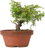 Juniperus chinensis Itoigawa, 14,5 cm, ± 8 jaar oud