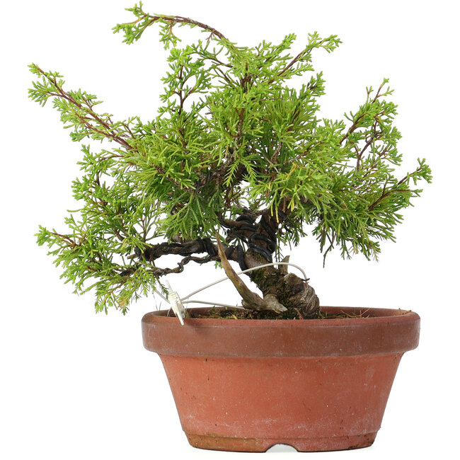 Juniperus chinensis Itoigawa, 24 cm, ± 8 años