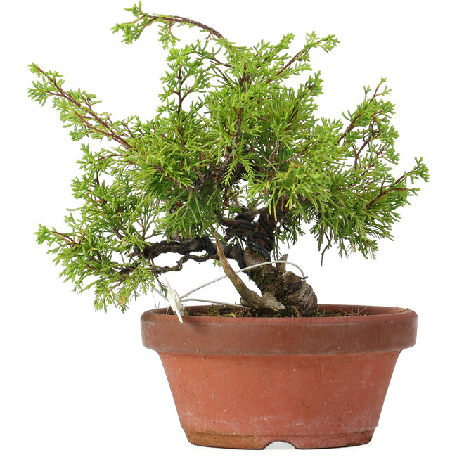 Juniperus chinensis Itoigawa, 24 cm, ± 8 years old