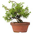 Juniperus chinensis Itoigawa, 24 cm, ± 8 anni