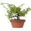 Juniperus chinensis Itoigawa, 24 cm, ± 8 años