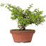 Juniperus chinensis Itoigawa, 24 cm, ± 8 anni