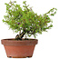 Juniperus chinensis Itoigawa, 24 cm, ± 8 years old