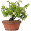 Juniperus chinensis Itoigawa, 24 cm, ± 8 anni