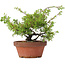 Juniperus chinensis Itoigawa, 24 cm, ± 8 jaar oud