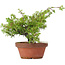 Juniperus chinensis Itoigawa, 24 cm, ± 8 jaar oud