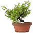 Juniperus chinensis Itoigawa, 24 cm, ± 8 anni