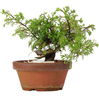 Juniperus chinensis Itoigawa, 17 cm, ± 8 anni