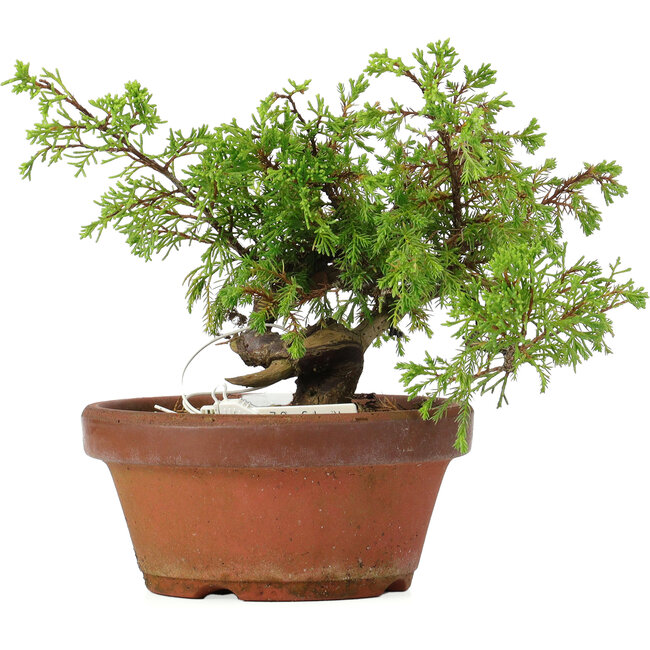 Juniperus chinensis Itoigawa, 17 cm, ± 8 jaar oud