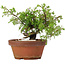 Juniperus chinensis Itoigawa, 17 cm, ± 8 Jahre alt