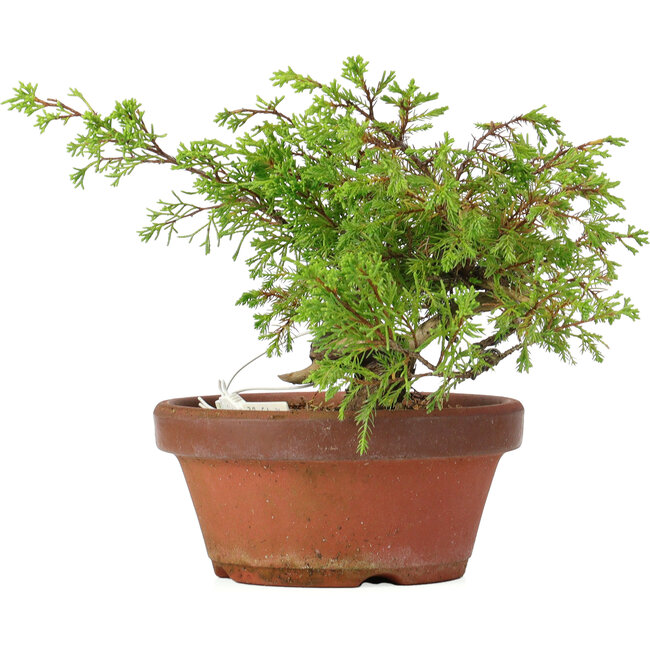 Juniperus chinensis Itoigawa, 17 cm, ± 8 ans
