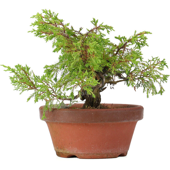 Juniperus chinensis Itoigawa, 17 cm, ± 8 anni