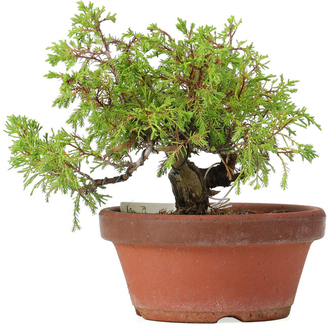 Juniperus chinensis Itoigawa, 17 cm, ± 8 years old