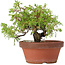 Juniperus chinensis Itoigawa, 17 cm, ± 8 Jahre alt