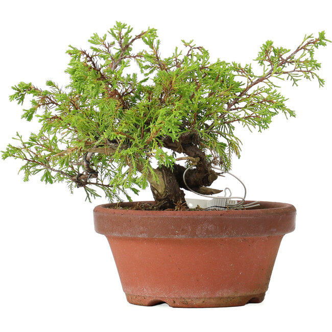 Juniperus chinensis Itoigawa, 17 cm, ± 8 years old
