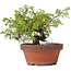 Juniperus chinensis Itoigawa, 17 cm, ± 8 years old