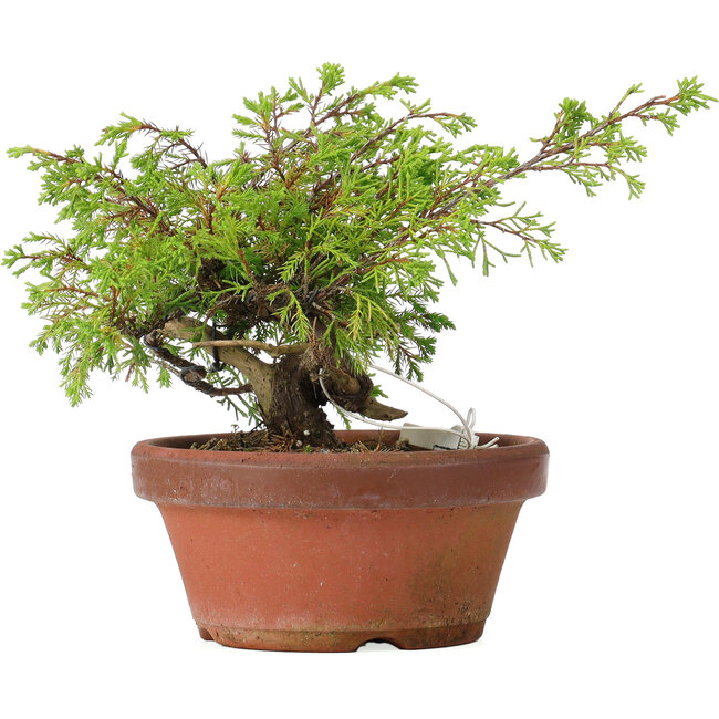 Juniperus chinensis Itoigawa, 17 cm, ± 8 years old