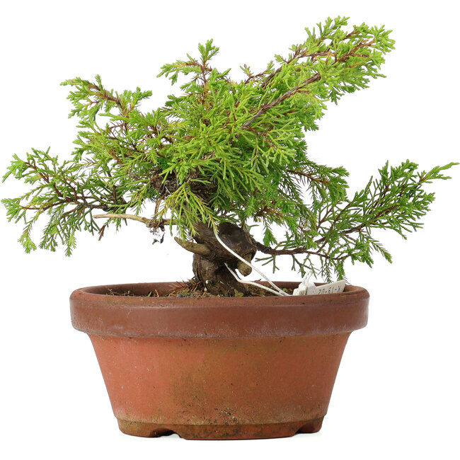 Juniperus chinensis Itoigawa, 17 cm, ± 8 Jahre alt