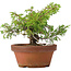Juniperus chinensis Itoigawa, 17 cm, ± 8 jaar oud