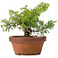 Juniperus chinensis Itoigawa, 17 cm, ± 8 Jahre alt