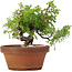 Juniperus chinensis Itoigawa, 17 cm, ± 8 anni