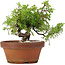 Juniperus chinensis Itoigawa, 17 cm, ± 8 Jahre alt