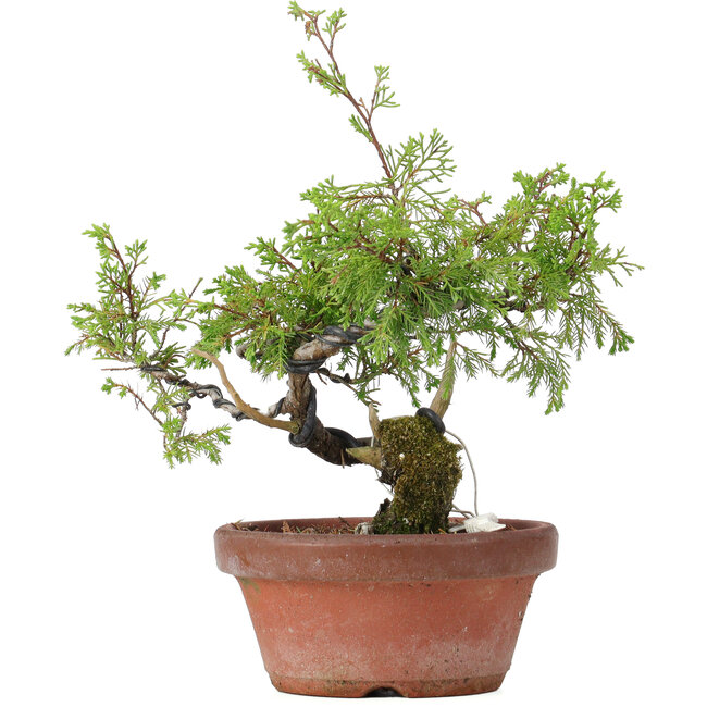 Juniperus chinensis Itoigawa, 25 cm, ± 8 ans