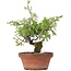 Juniperus chinensis Itoigawa, 25 cm, ± 8 years old