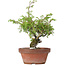 Juniperus chinensis Itoigawa, 25 cm, ± 8 years old