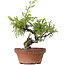 Juniperus chinensis Itoigawa, 25 cm, ± 8 anni