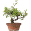 Juniperus chinensis Itoigawa, 25 cm, ± 8 jaar