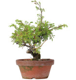 Juniperus chinensis Itoigawa, 25 cm, ± 8 jaar