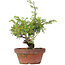 Juniperus chinensis Itoigawa, 25 cm, ± 8 years old